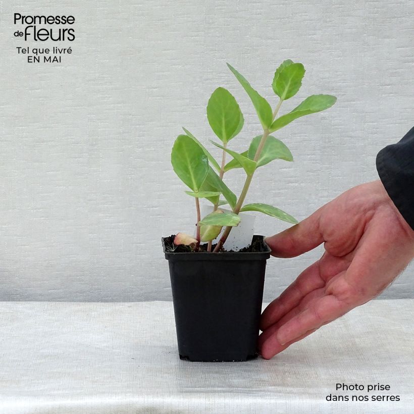 Example of Sédum Matrona - Orpin Godet de 8/9 cm as you get in printemps