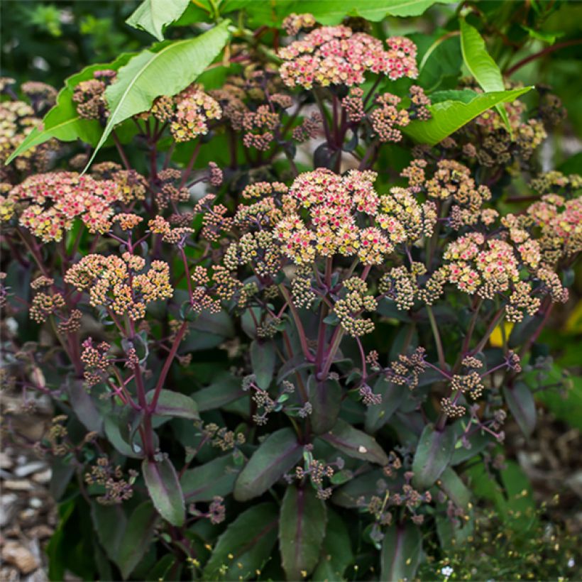 Sedum Orange Xenox - Orpin d'automne (Plant habit)
