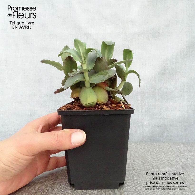 Example of Sedum Orange Xenox - Orpin d'automne Godet de 8/9 cm as you get in printemps