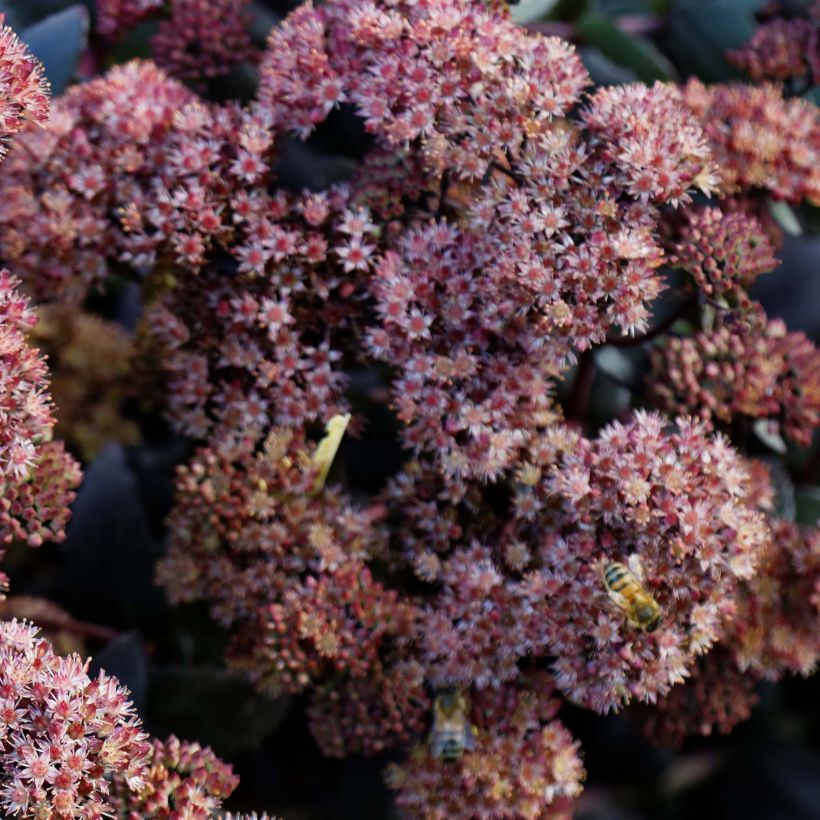 Sedum Purple Emperor - Orpin (Flowering)