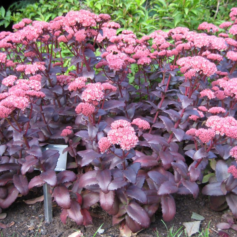 Sedum Purple Emperor - Orpin (Plant habit)