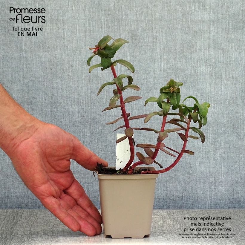 Example of Sedum Purple Emperor - Orpin Godet de 8/9 cm as you get in printemps