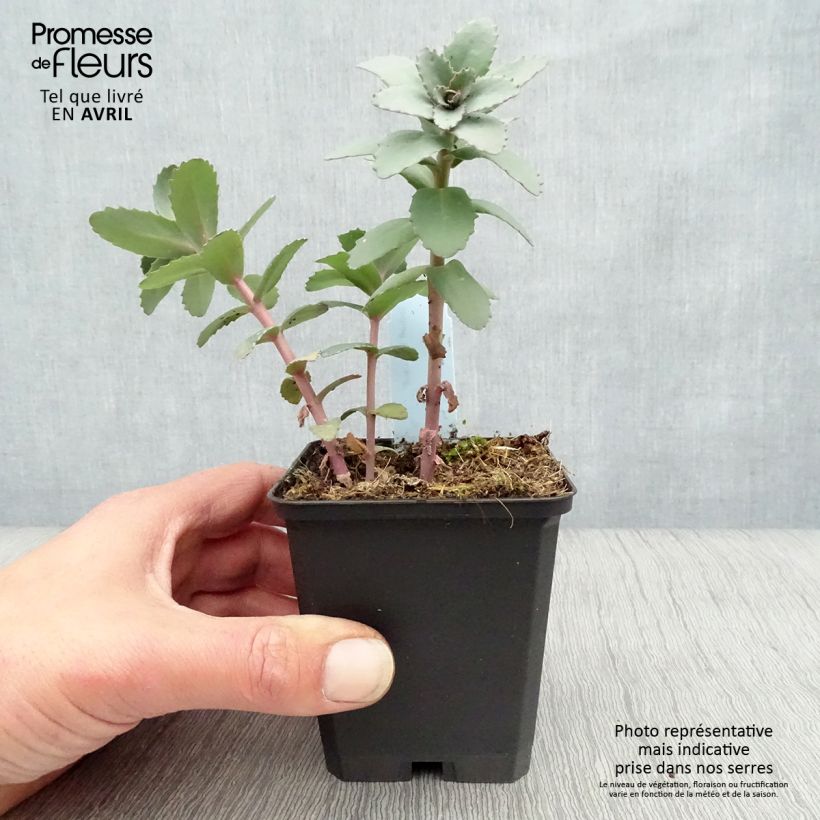 Spécimen de Sedum Red Cauli - Orpin Godet de 8/9 cm tel que livré au printemps