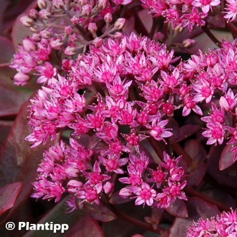 Sedum Sunsparkler Firecracker - Orpin  (Flowering)