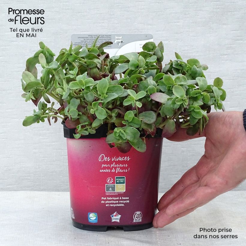 Example of Sedum Sunsparkler Firecracker - Orpin  Pot de 1,5L/2L as you get in printemps