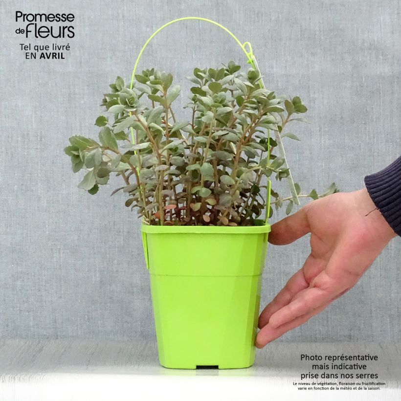 Spécimen de Sedum SUNSPARKLER® Plum Dazzled - Orpin Pot de 1,5L/2L tel que livré au printemps