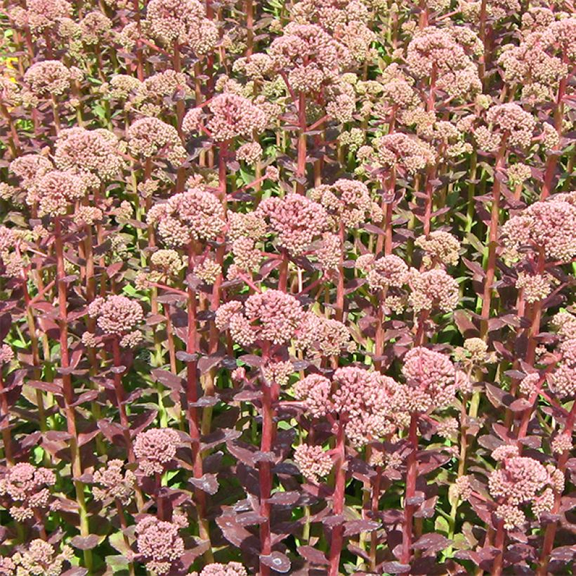 Sedum Stewed Rhubarb Mountain - Orpin d'Automne (Floraison)
