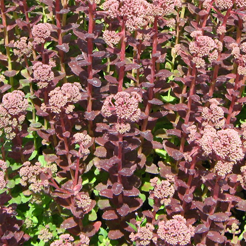 Sedum Stewed Rhubarb Mountain - Orpin d'Automne (Port)