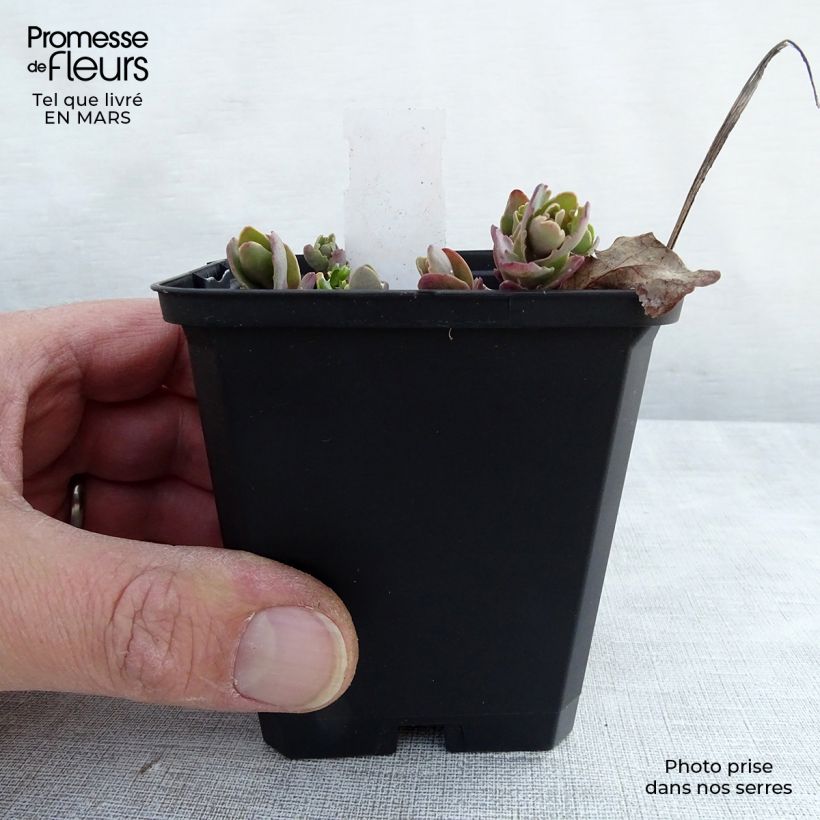 Example of Sedum Strawberry and Cream - Orpin d'Automne Godet de 8/9 cm as you get in printemps