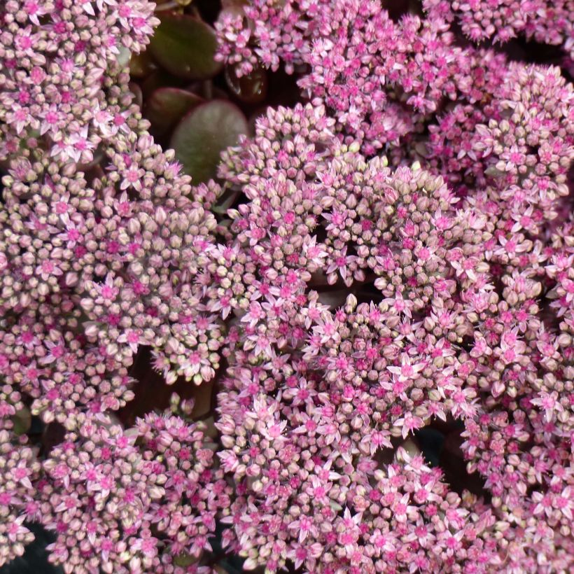 Sedum Sunsparkler Cherry Tart (Flowering)