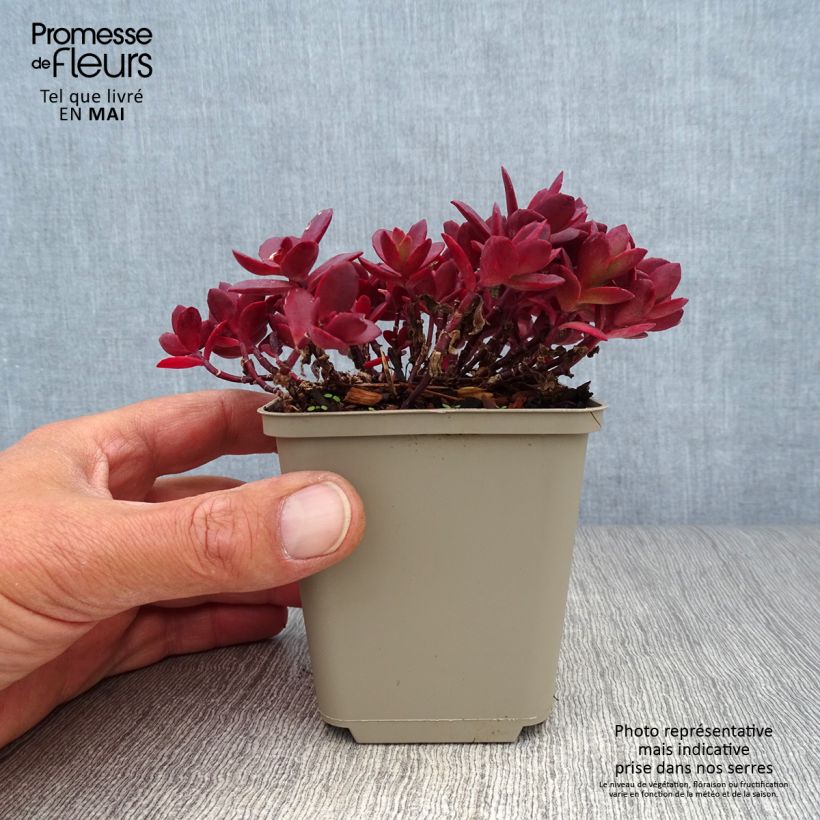 Example of Sedum Sunsparkler Cherry Tart Godet de 8/9 cm as you get in printemps