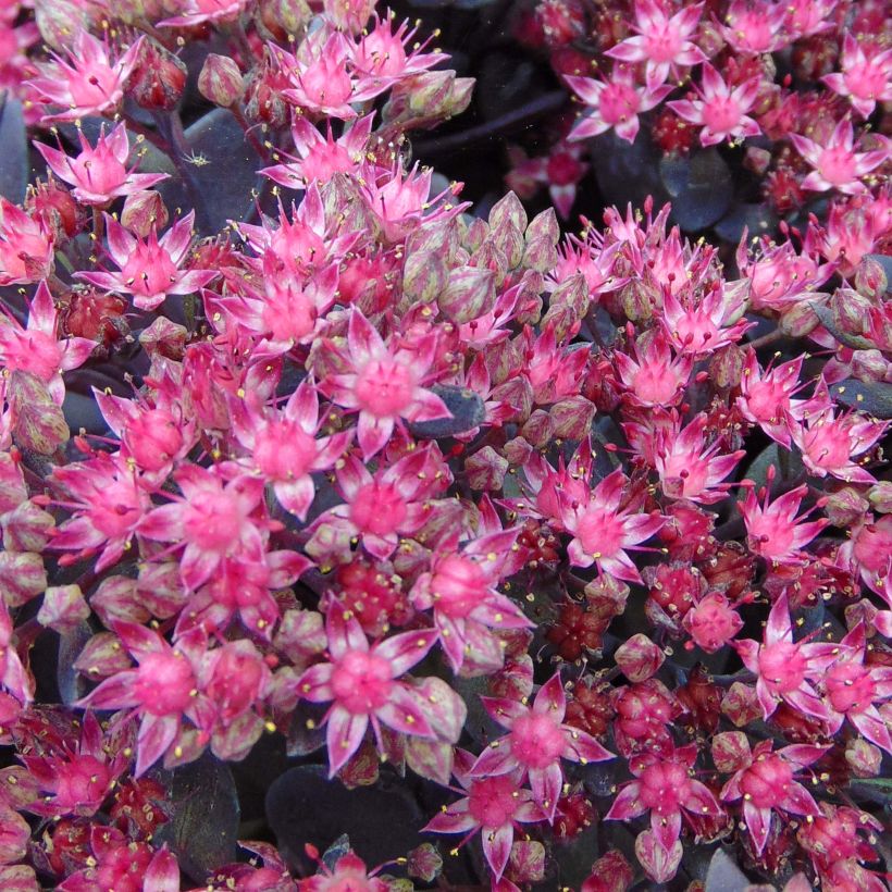 Sedum Sunsparkler Dazzleberry - Orpin bleu (Flowering)