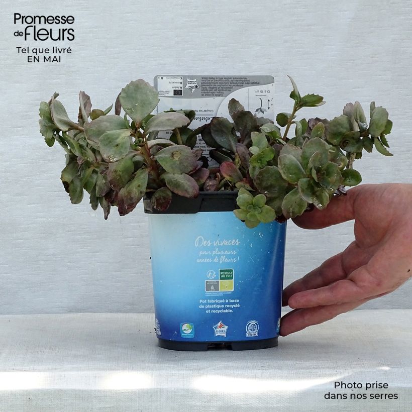 Example of Sedum Sunsparkler Dazzleberry - Orpin bleu Pot de 2L/3L as you get in printemps