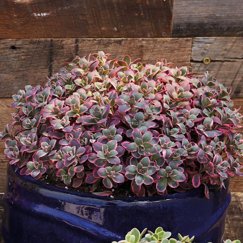 Sedum Sunsparkler Dream Dazzler - Orpin hybride (Plant habit)
