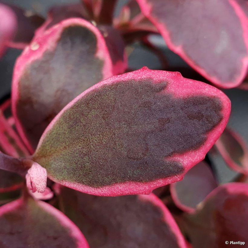 Sedum Sunsparkler Dream Dazzler - Orpin hybride (Foliage)