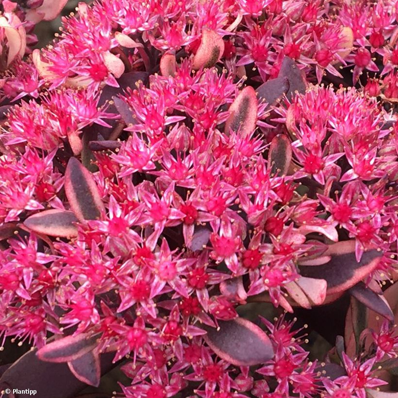 Sedum Sunsparkler Dream Dazzler - Orpin hybride (Flowering)