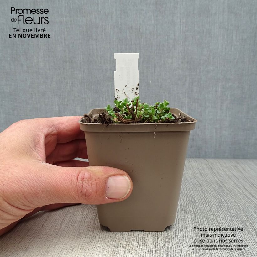 Spécimen de Sedum Sunsparkler Firecracker - Orpin  Godet de 8/9 cm tel que livré en automne