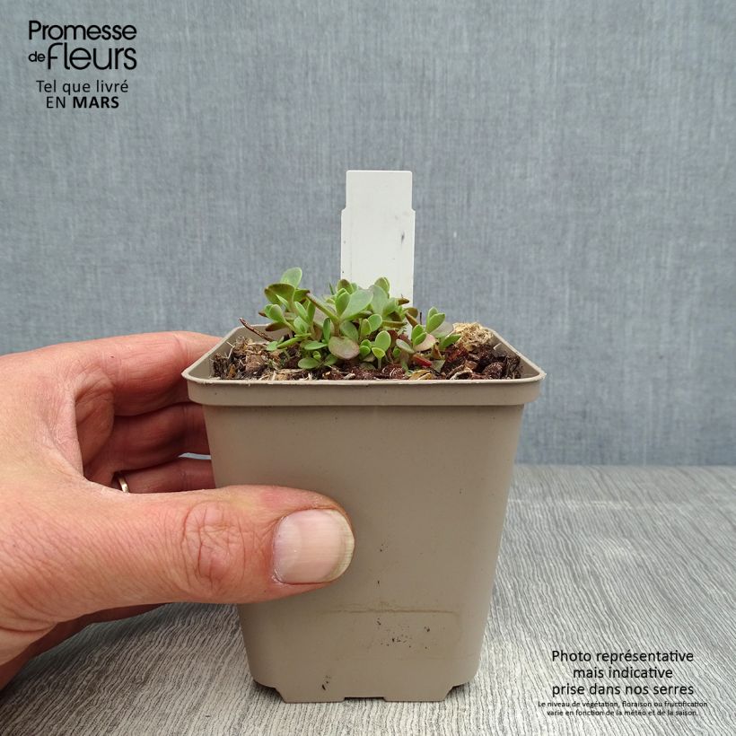 Example of Sedum Sunsparkler Firecracker - Orpin  Godet de 8/9 cm as you get in printemps