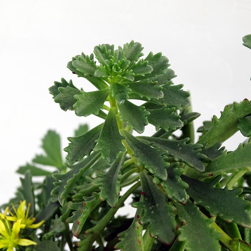 Sedum Sunsparkler Lime Zinger - Orpin vert lime (Foliage)