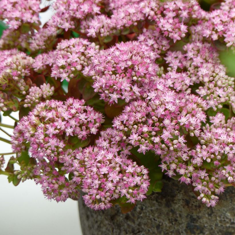 Sedum Sunsparkler Lime Zinger - Orpin vert lime (Flowering)