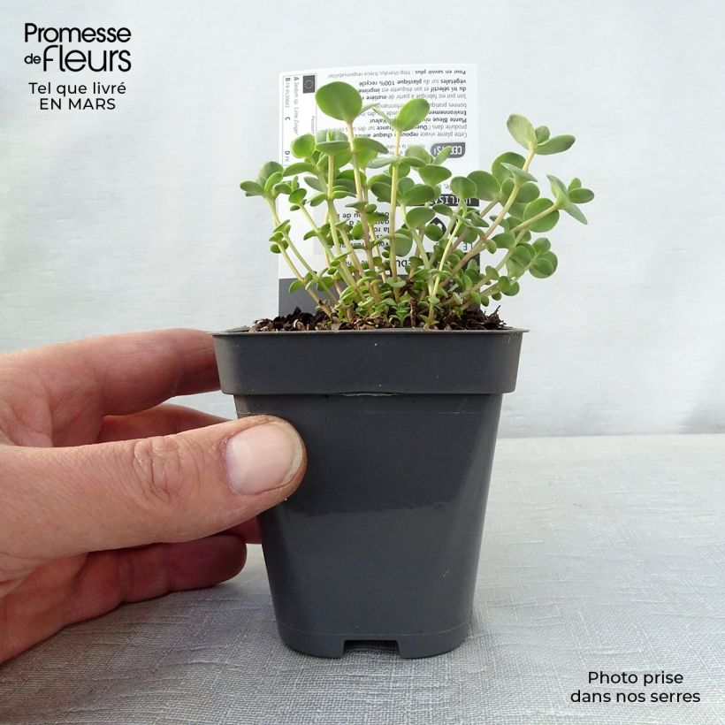 Example of Sedum Sunsparkler Lime Zinger - Orpin vert lime Godet de 8/9 cm as you get in printemps