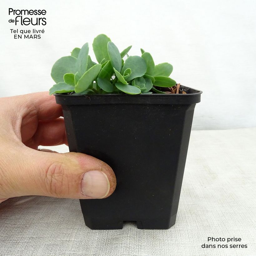Spécimen de Sedum Tropical Night - Orpin d'automne Godet de 8/9 cm tel que livré au printemps