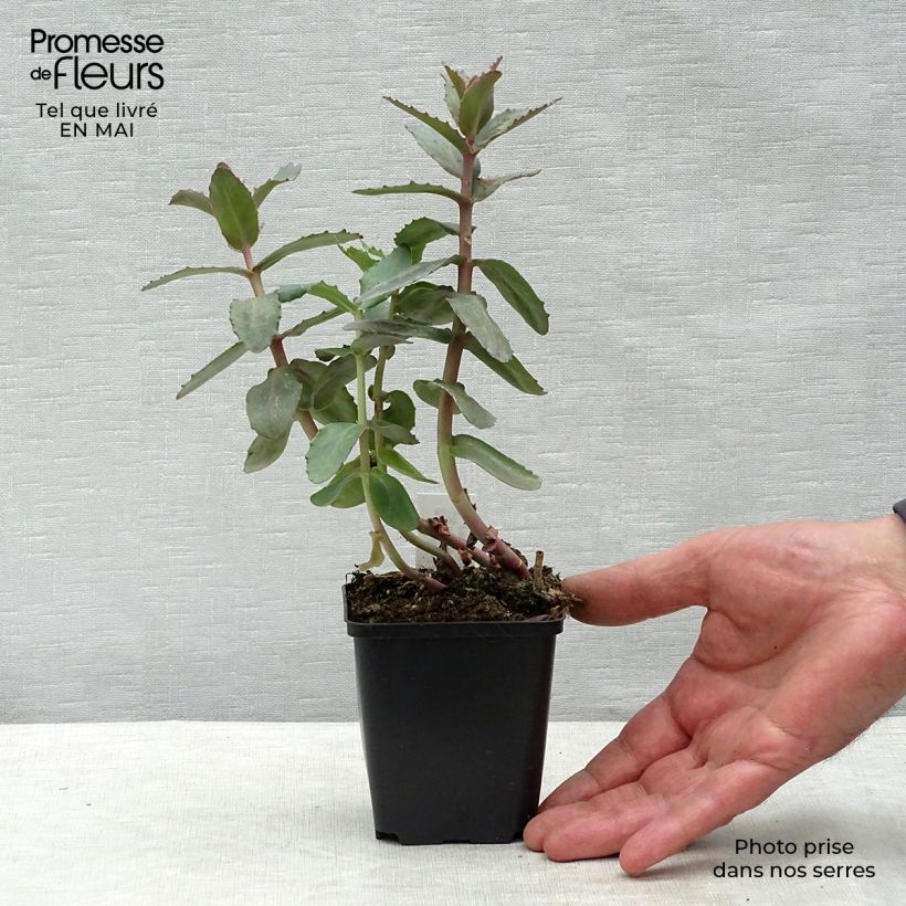 Spécimen de Sedum Twinkling Star - Orpin d'automne Godet de 8/9 cm tel que livré au printemps