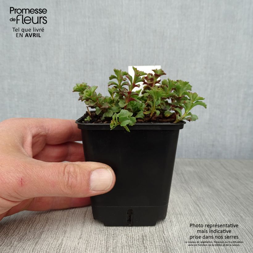 Example of Sedum Weihenstephaner Gold - Orpin jaune Godet de 8/9 cm as you get in printemps
