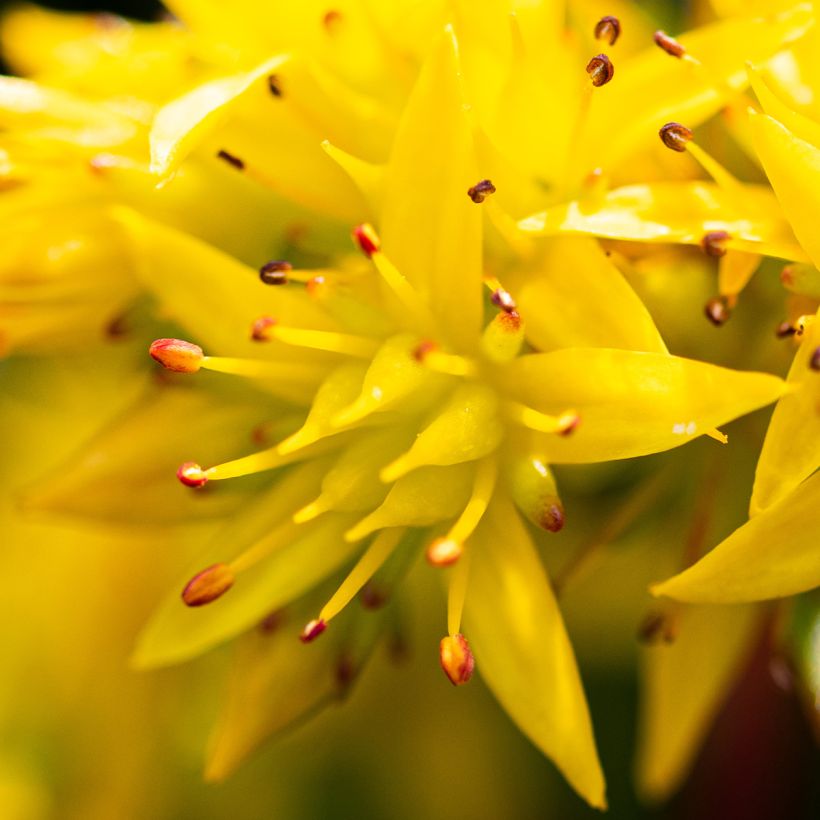 Sedum Weihenstephaner Gold - Orpin jaune (Flowering)