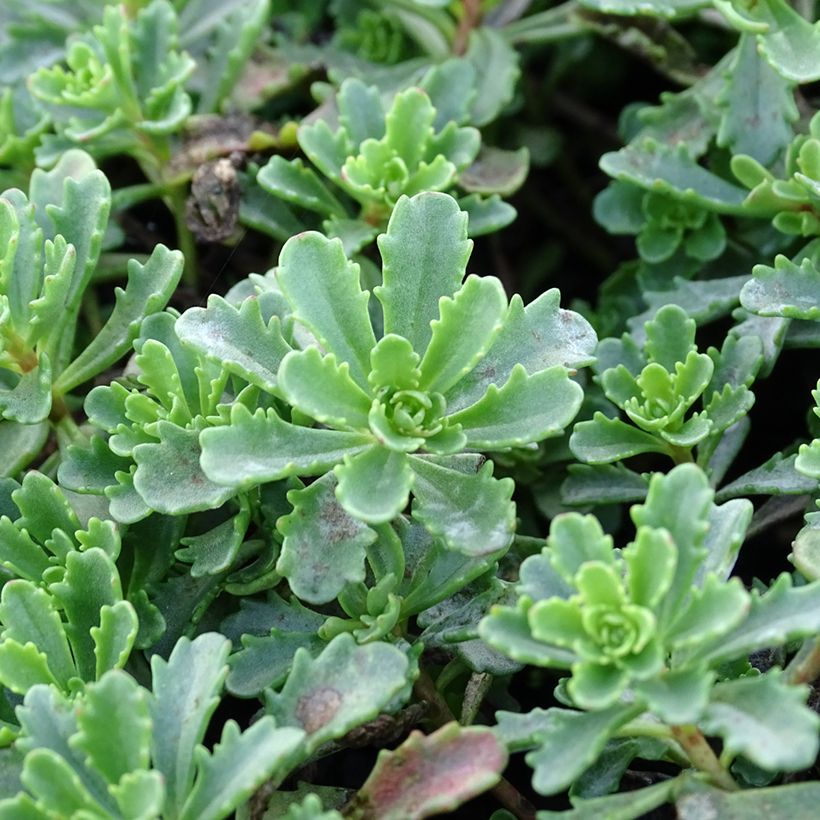Sedum Weihenstephaner Gold - Orpin jaune (Foliage)
