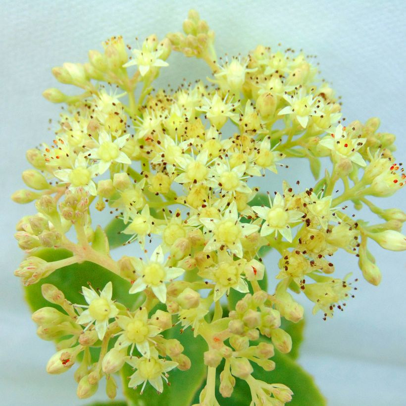 Sedum Yellow Xenox® - Orpin  (Flowering)