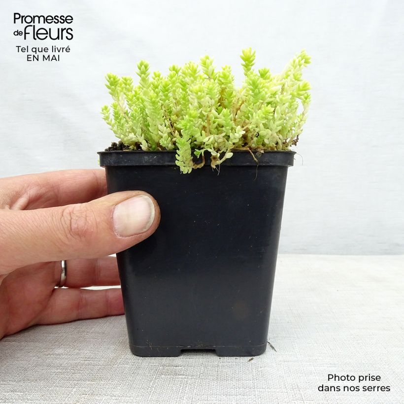 Example of Sedum acre Yellow Queen - Orpin jaune Godet de 8/9 cm as you get in printemps