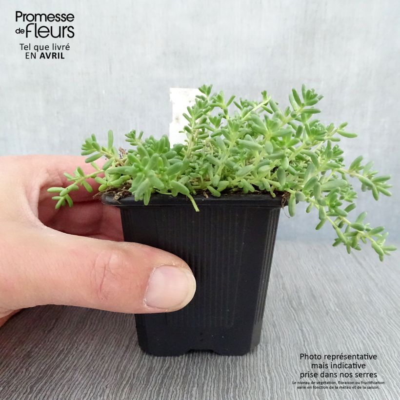 Example of Sedum album Murale - Orpin blanc Godet de 8/9 cm as you get in printemps