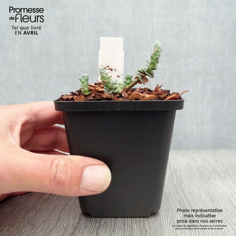 Spécimen de Sedum anacampseros - Orpin des infidèles Godet de 8/9 cm tel que livré au printemps