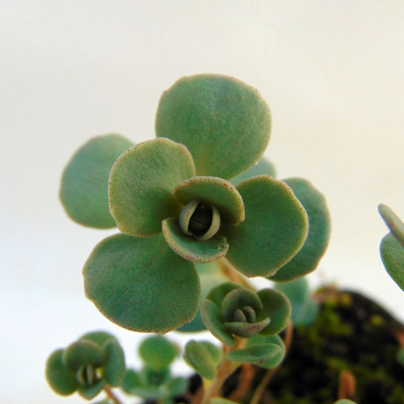 Sedum cauticola Lidakense - Orpin (Foliage)
