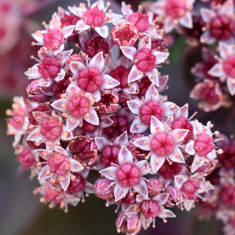 Sedum cauticola Robustum - Orpin (Flowering)