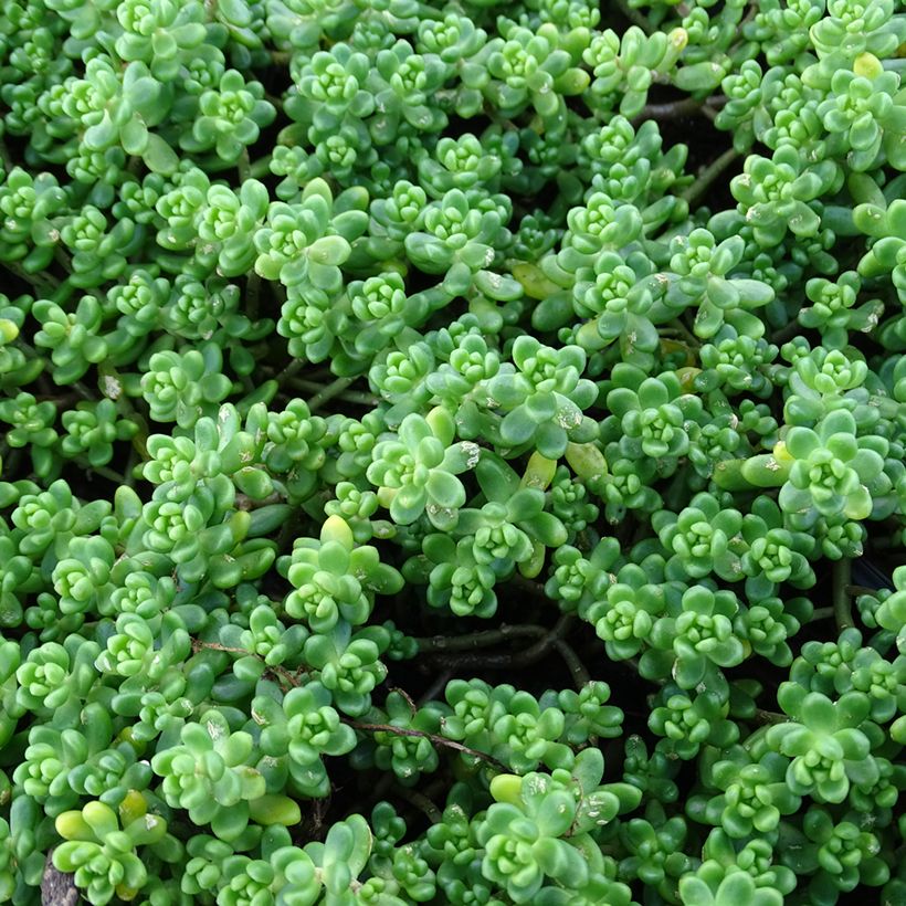 Sedum divergens - Orpin étalé ou divergent (Foliage)