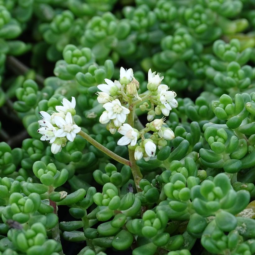 Sedum divergens - Orpin étalé ou divergent (Flowering)