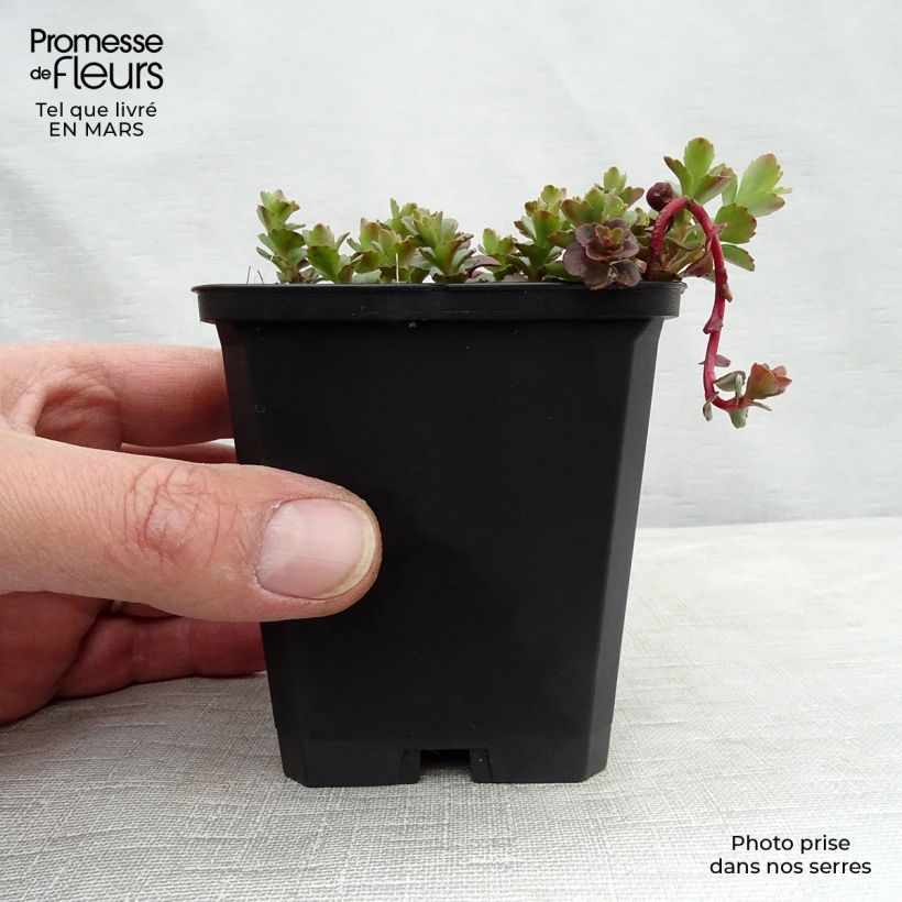 Example of Sedum kamtschaticum - Orpin du Kamtchatka Godet de 8/9 cm as you get in printemps