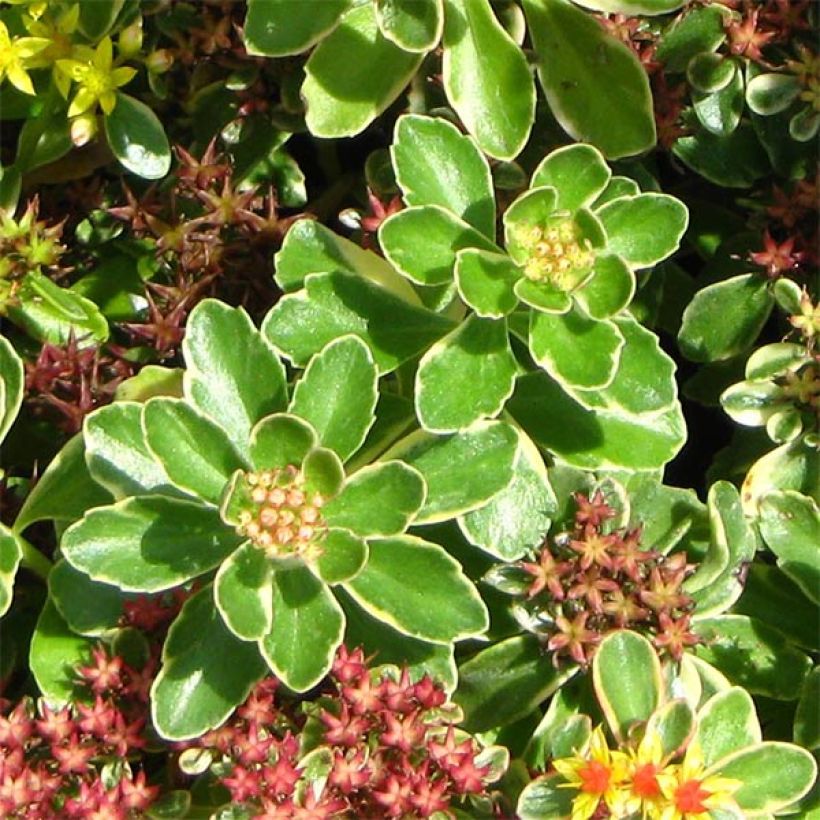 Orpin du Kamtchatka - Sedum kamtschaticum Variegatum (Foliage)