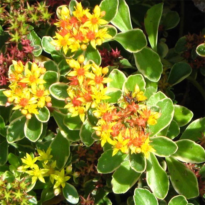 Orpin du Kamtchatka - Sedum kamtschaticum Variegatum (Flowering)