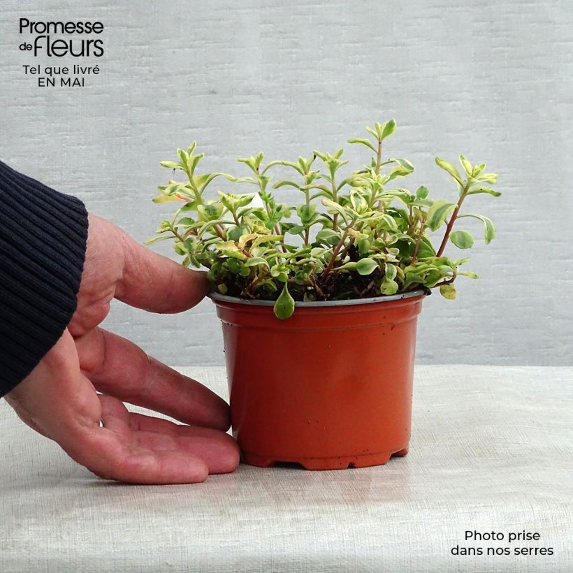 Example of Orpin du Kamtchatka - Sedum kamtschaticum Variegatum Godet de 8/9 cm as you get in printemps