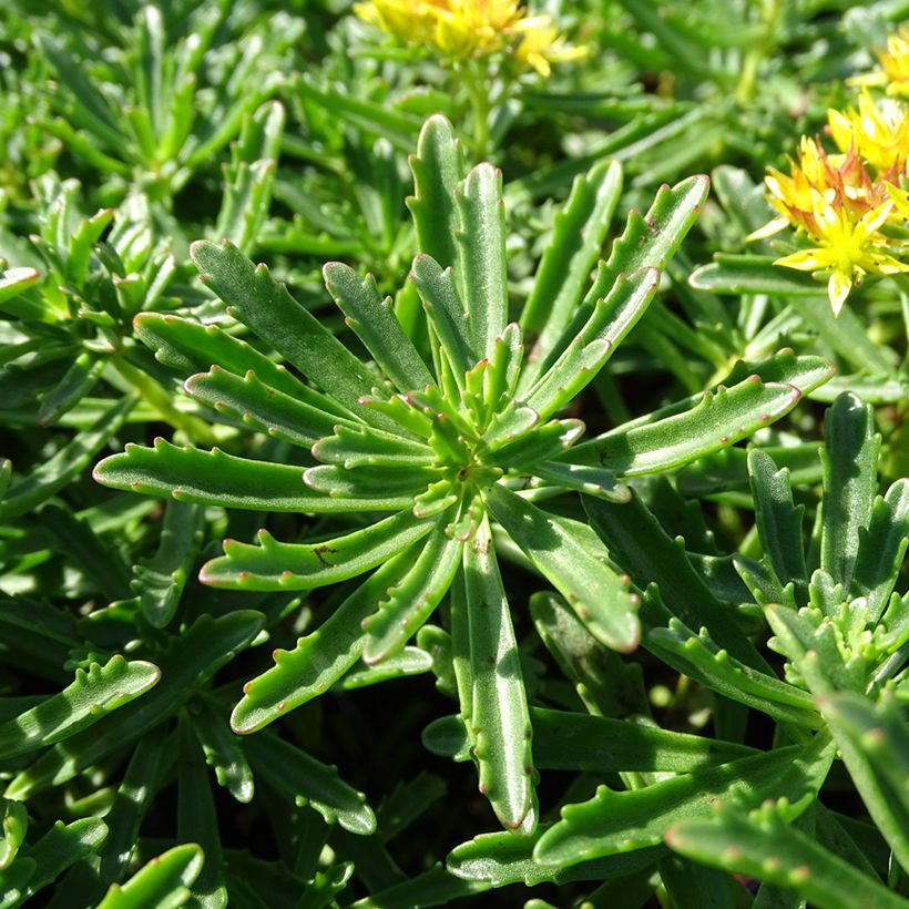 Sedum kamtschaticum subsp. middendorffianum - Orpin du Kamtchatka (Foliage)