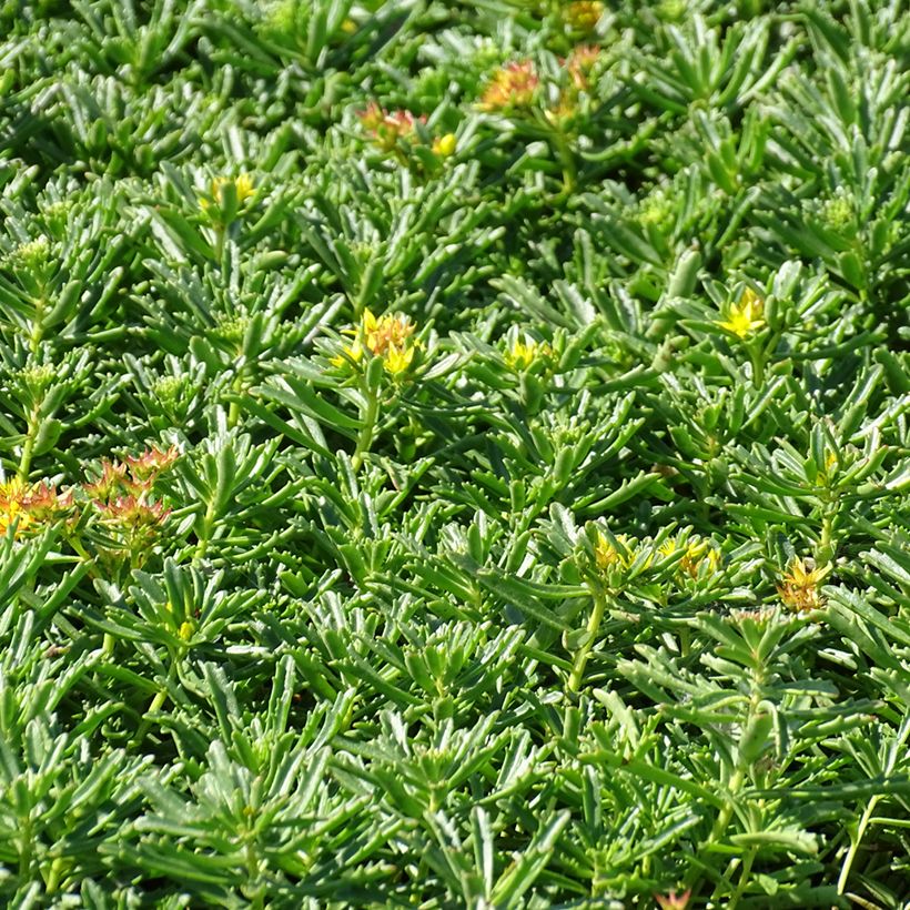 Sedum kamtschaticum subsp. middendorffianum - Orpin du Kamtchatka (Plant habit)