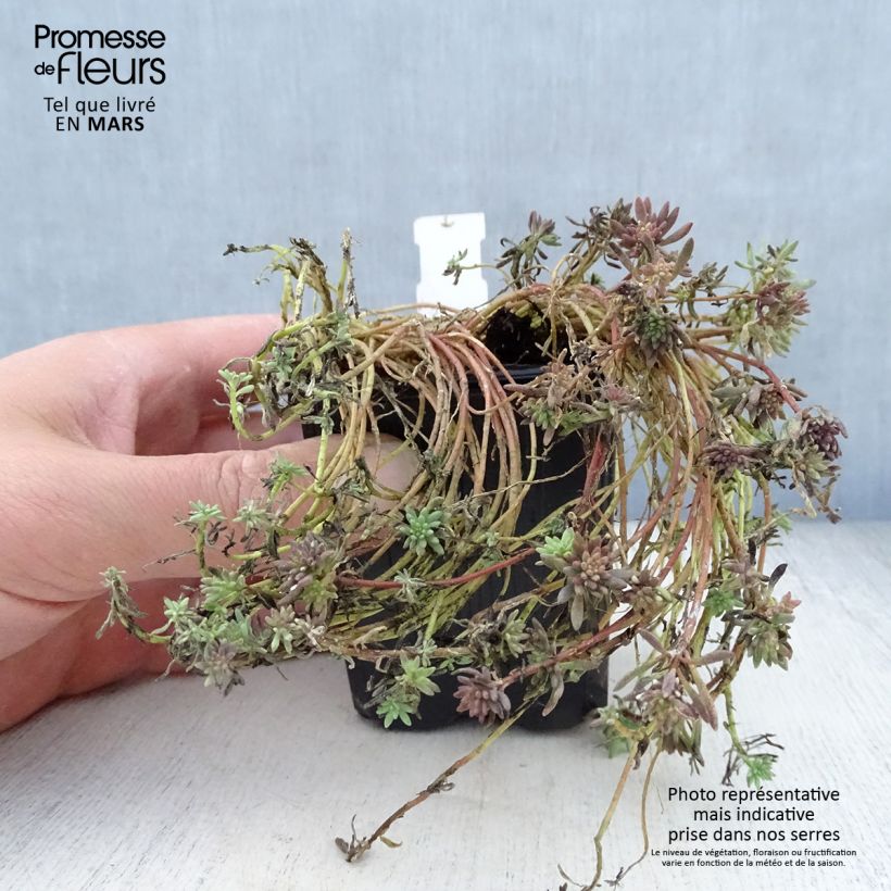 Example of Sedum lydium Glaucum (Sedum hispanicum) - Orpin Godet de 8/9 cm as you get in printemps