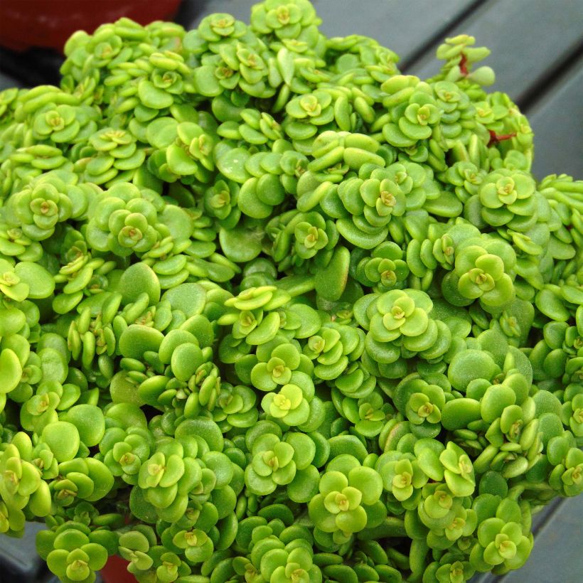 Sedum makinoi Lime (Foliage)