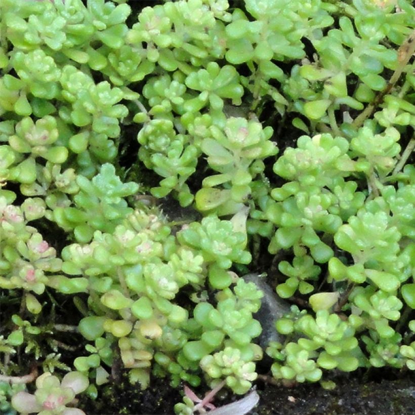 Sedum oreganum - Orpin de l'Orégon (Foliage)