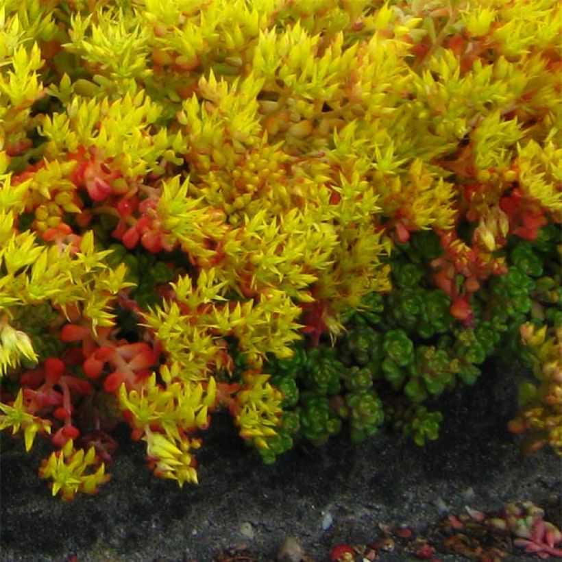 Sedum oreganum - Orpin de l'Orégon (Plant habit)