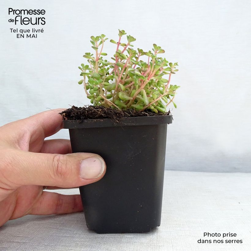 Example of Sedum oreganum - Orpin de l'Orégon Godet de 8/9 cm as you get in printemps