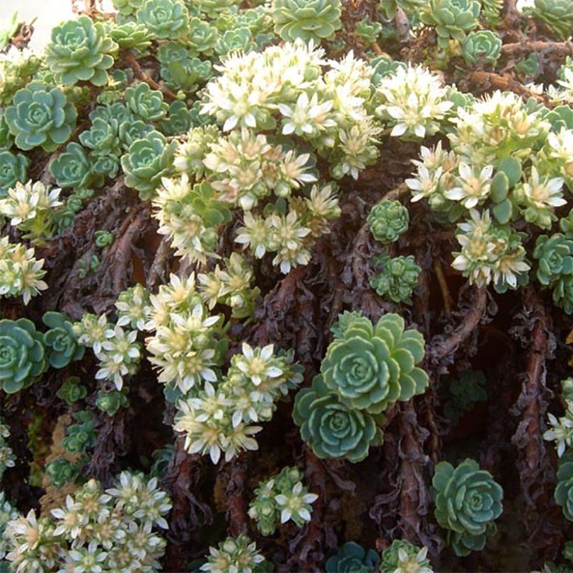 Sedum pachyclados - Orpin pachyclados (Flowering)